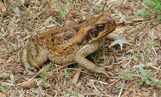 Bufo marinus (Rhinella marina)  Cane Toad01.JPG